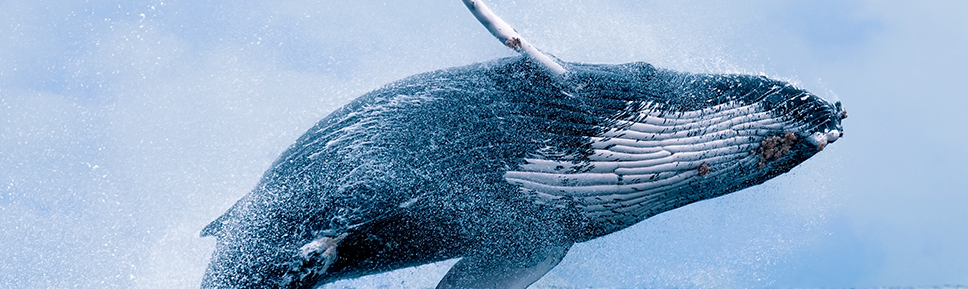 c-wildcabotours-blog-1a_06 whale jumping