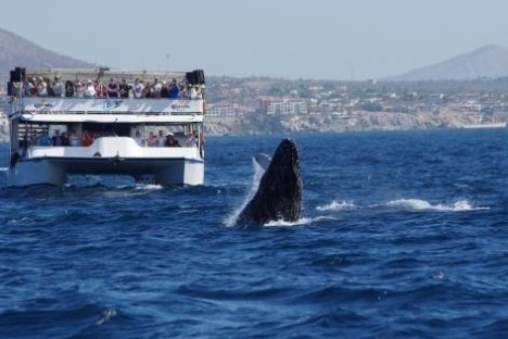 Whale Watching