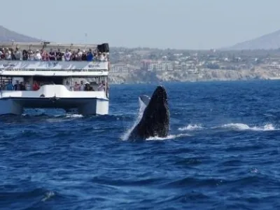 Whale Watching