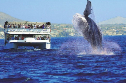 best whale watching