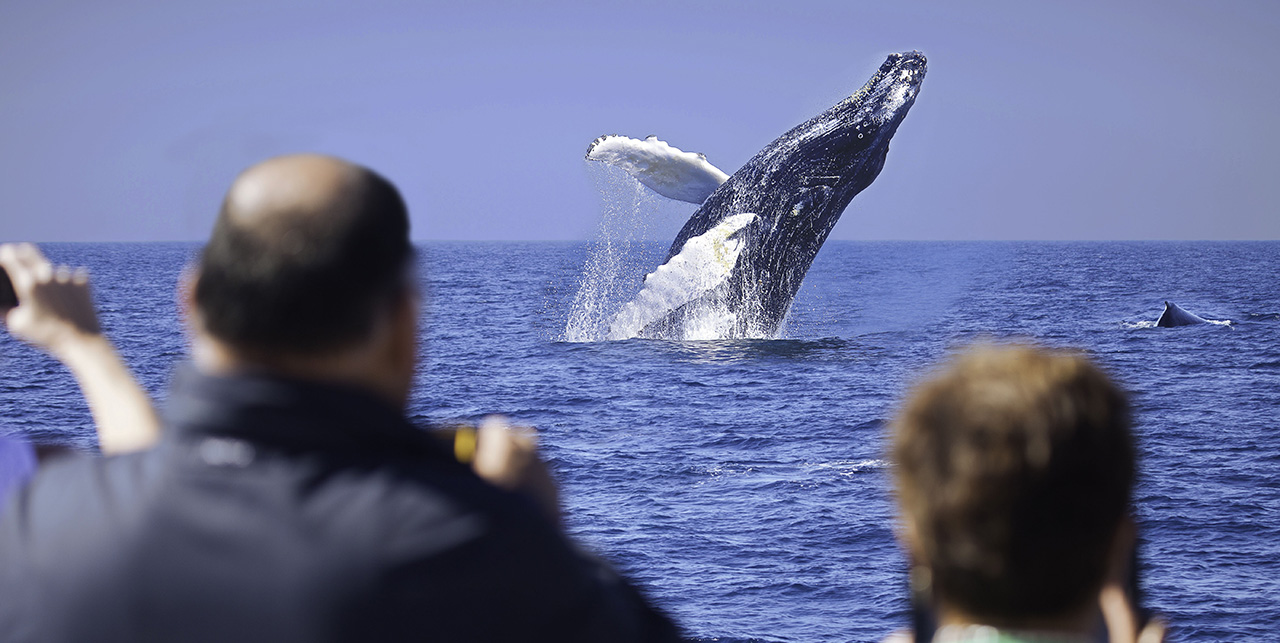 cabo-whale-watching-tours a group of people in a body of water