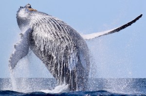 a whale jumping out of the water