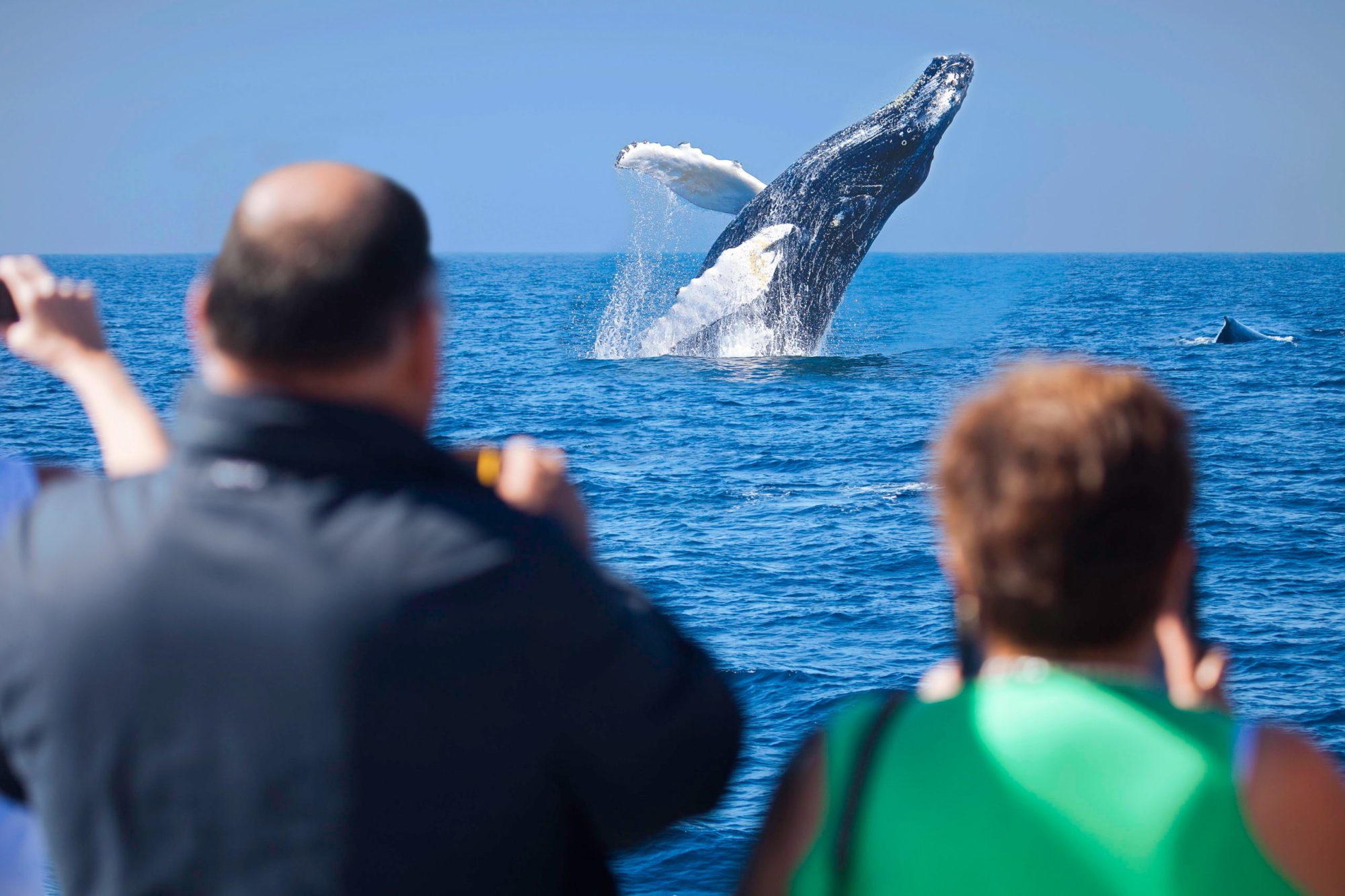 a group of people standing in front of a jumping whale