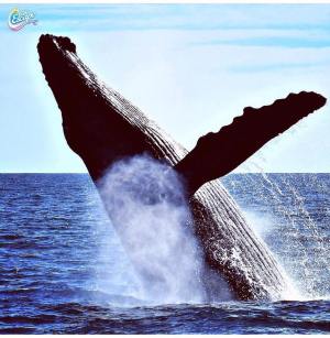 a whale jumping out of the water