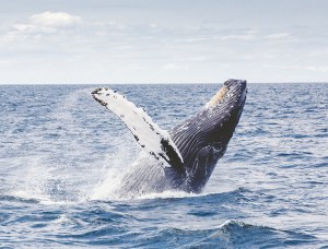 a whale jumping out of the water