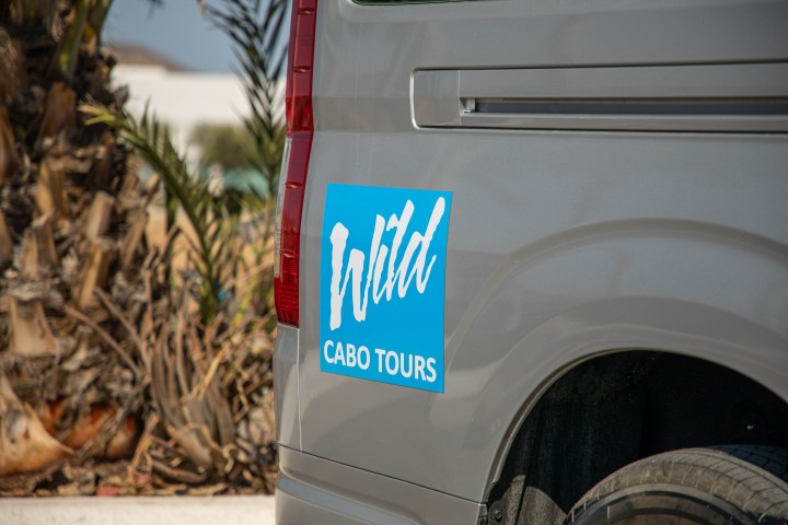 Gray van with 'Wild Cabo Tours' sign near palm trees.