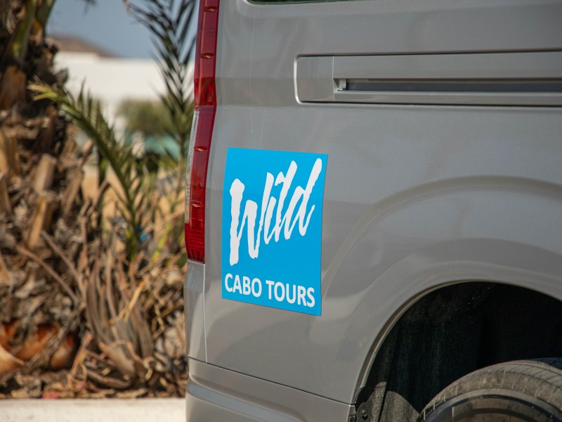 Gray van with 'Wild Cabo Tours' sign near palm trees.