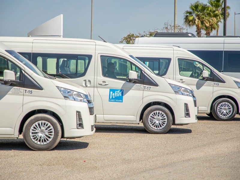 Row of parked white tour vans with palm trees and clear sky in the background.